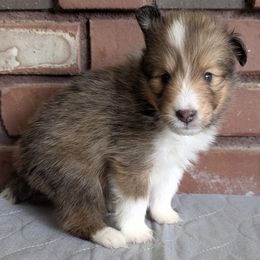 June - Sable and white female Shetland Sheepdog puppy in Chandler, Arizona from Az K9 Companions