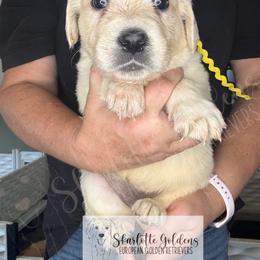RE- a drop of golden sun (yellow) - Light golden female Golden Retriever puppy in Argyle, Texas from Skarlotte Goldens, LLC