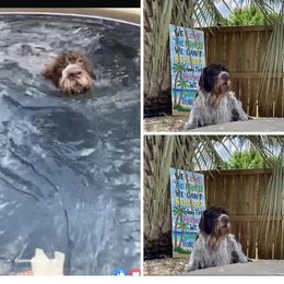 American Bully, German Shorthaired Pointer, and German Wirehaired Pointer All Grown Up from Shoreline Pointers
