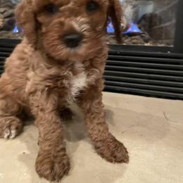 Cockapoo Puppies from M&M Cockapoos of Iowa