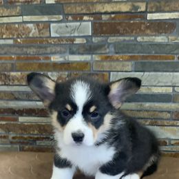 Pembroke Welsh Corgi Puppies from VIP Stables