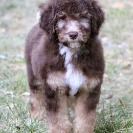 Bernedoodle, Bordoodle, and Poodle Puppies from Pacific Northwest Doodles