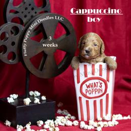 Cappuccino  YELLOW COLLAR  Boy 3500 - Red  male Goldendoodle puppy in Corona, California from Fluffy Puppy Mini Doodles LLC