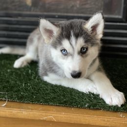 Siberian Husky Puppies from Husky Love and Pups