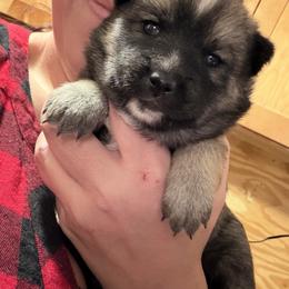 Gretel - Wolf sable female Pomsky puppy in New Bedford, Massachusetts from Roark Pack Chihuahua's & Pomsky's