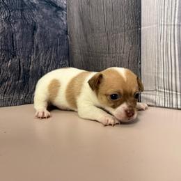 Billy - Sable spotted white male Chihuahua puppy in Sherwood, Arkansas from Bartelt Breeders