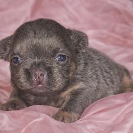 Sterling - Tricolors female French Bulldog puppy in Maplewood, New Jersey from Poos&Bulls Keepsake