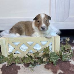 Hopper - Sable merle and white male Collie puppy in Chilhowie, Virginia from Jolly Collies