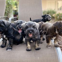 Miniature Schnauzer Puppies from Los Angeles Miniature Schnauzers