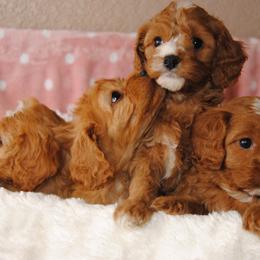 Australian Shepherd, Cavalier King Charles Spaniel, and Cavapoo Puppies from Dogwood & Sassafras Companions