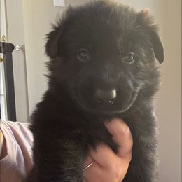 Citrine - Bi-color male German Shepherd puppy in Salem, Virginia from Vom Kylohaus German Shepherds