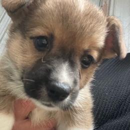 White boy - Red male Pembroke Welsh Corgi puppy in Adairsville, Georgia from R&R Corgis