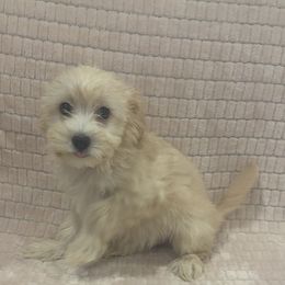 Mini Gigi - Cream female Yorkipoo puppy in Las Vegas, Nevada from Quality Poms and Yorkshire Terriers of Las vegas