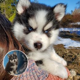 Pomsky Puppies from Runamok Farm