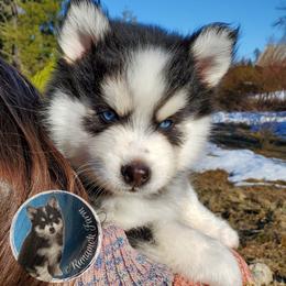 Pomsky Puppies from Runamok Farm