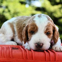 Bernedoodle and Irish Doodle Puppies from Willow-Be Doodles