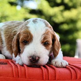 Bernedoodle and Irish Doodle Puppies from Willow-Be Doodles