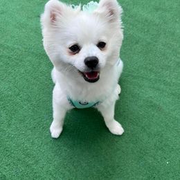 French Bulldogs and Pomeranians from Heartfelt Kennels