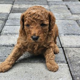 Poodle Puppies from OpenGate Poodles
