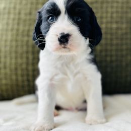 English Springer Spaniel Puppies from The Spaniel Garden