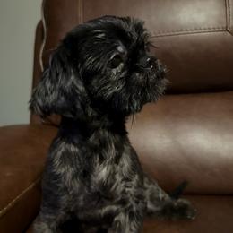 Chocolate - Shih Tzu