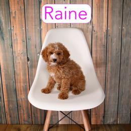 Raine - Red  female Goldendoodle puppy in Calhoun, Georgia from Happy Top Doodles