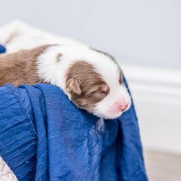 Australian Shepherd Puppies from Cornerstone Australian Shepherds