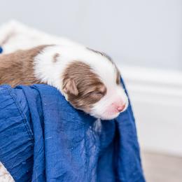 Australian Shepherd Puppies from Cornerstone Australian Shepherds
