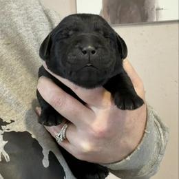 Lexapro - Black female Labrador Retriever puppy in South Lyon, Michigan from Matoskah Meadows Labradors