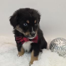 Coal - Black tri-color male Australian Shepherd puppy in Annville, Pennsylvania from Creekside Aussies LLC