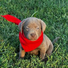 Red collar - Silver female Dilute Retriever puppy in Douglass, Kansas from JP Kennels, LLC