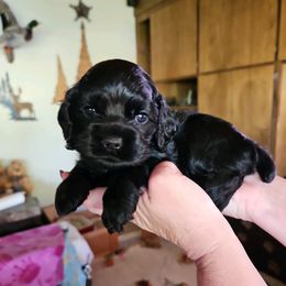 Cocker Spaniel Puppies from Cocker Paradise