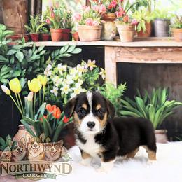 Sauk - Black and tan male Pembroke Welsh Corgi puppy in Akeley, Minnesota from Northwynd Corgis