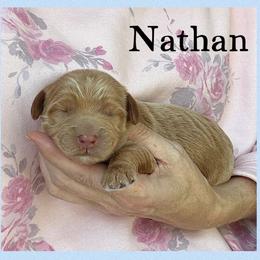 Nathan - Caramel male Australian Labradoodle puppy in Gladstone, Oregon from Beaver State Labradoodles