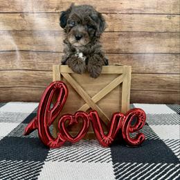 Mitch - Blue merle male Bernedoodle puppy in Beresford, South Dakota from DAKOTA DOOD RANCH