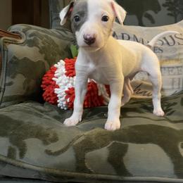 Trinity - White and blue brindle male Whippet puppy in Harlingen, Texas from Sincity Dogs Hobby Kennel