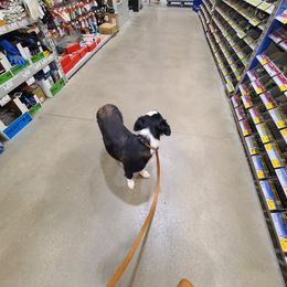 Border Collie Puppies from Cullins Collies