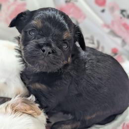 Slater - Black male Shihpoo puppy in Coshocton, Ohio from Forever Family Puppies