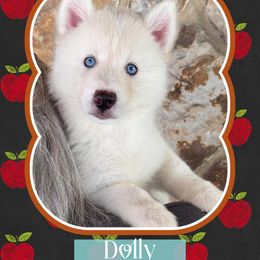 Dolly Parton - White female Pomsky puppy in Venus, Pennsylvania from Hemlock Pines Pomsky