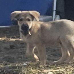 Messiah - Black and tan German Shepherd puppy in Alabama from Knott's Shepherds