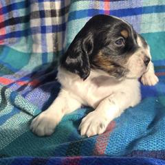 Boy 2 - Blue belton and tan (tri-color) male English Setter puppy in Potosi, Wisconsin from Point and Flush Gun Dogs