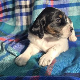 Boy 2 - Blue belton and tan (tri-color) male English Setter puppy in Potosi, Wisconsin from Point and Flush Gun Dogs