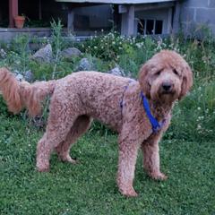 Penny - Double Doodle