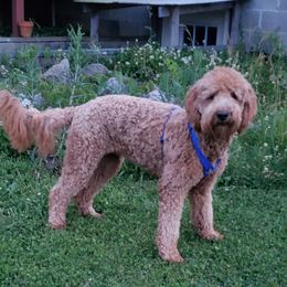 Penny - Double Doodle