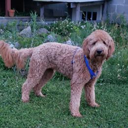 Penny - Double Doodle