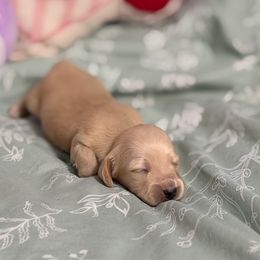 Pecan - Cream female Dachshund puppy in Sebring, Florida from Mini Weenies