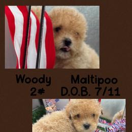 Woody - Apricot male Maltipoo puppy in Wayland, New York from Loris Pampered Pooches💕