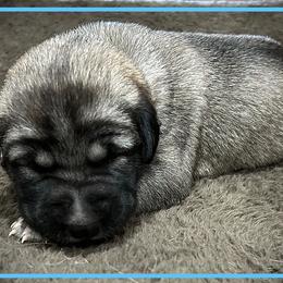 Light Blue - Fawn female Anatolian Shepherd Dog puppy in Clark, Wyoming from Fyne Acres