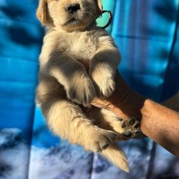 Fester-Red - Golden male Golden Retriever puppy in Squaw Valley, California from Bear Mountain