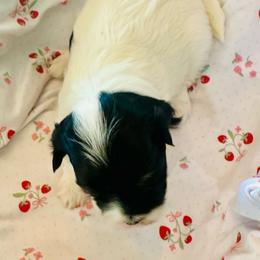 Mercedes - Black and white female Havanese puppy in Hawthorne, Florida from Havanese Acres